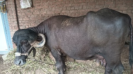 જાફરાબાદી ભેંસ વેચવાની સે