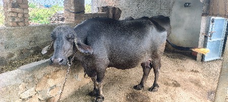 ભેંસ વેચવાની છે