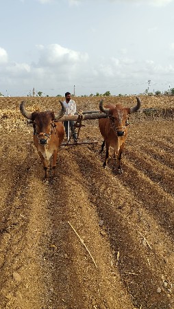 ગોધલાવેચવાનાછે