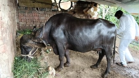 ભેંસ વેચવાની છે