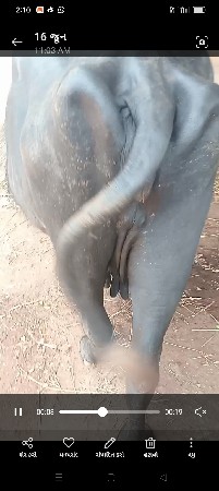 ભેશવેશવાનીછે