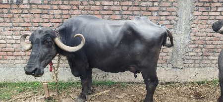 ભેંસ વેચવાની છે