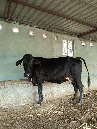 સાટુ પણ કરશું