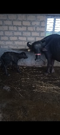 ભેંસ