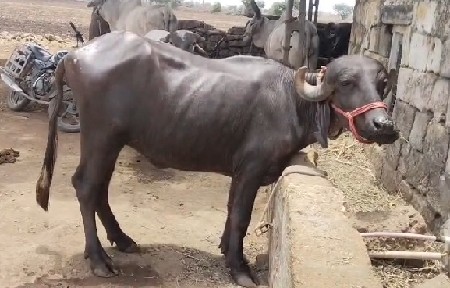 બે ખડેલા વેચવાના છે.