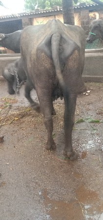 ખડેલી વેસવાની છે