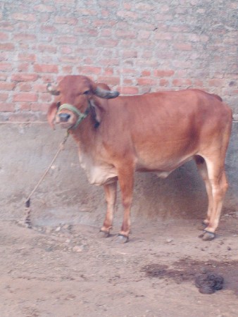 ગીર ગાય વેચવા‌ ની છે