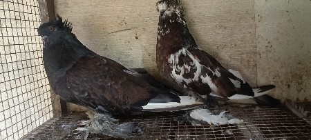 કબૂતર વેચવાના છે હિંગર્યન