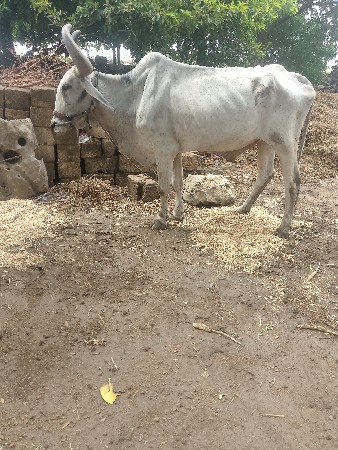 વેચવાના છે