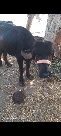 ખરેલું વેચવાનું છે ઉંચાઈ લંબાઈ પૂર