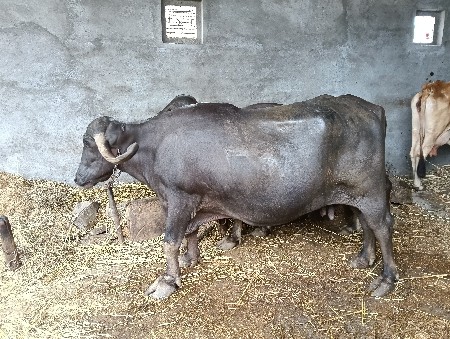 ભેંસ વેચવાની છે.