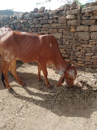 ગીર વાછડી છે
