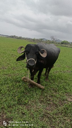 3  ત્રીજુ વેતર છે