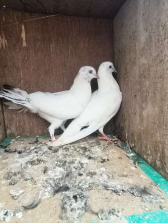 કબૂતર વેચવા ના છે એક જોડિ છે