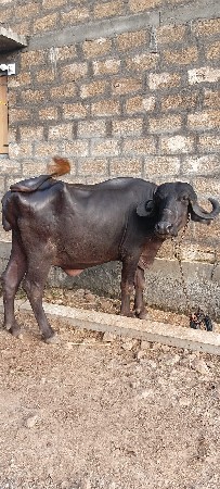 પેલું વેતર ખડેલી વેચવાની છે