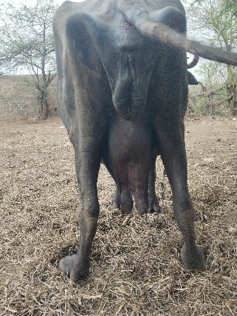 ચોથું વેતર છે