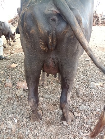 ખડેલી