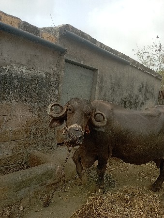 આ ભેશ વેચવાની છે