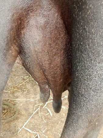 ભેંસ.   વેચવાનિ. છે