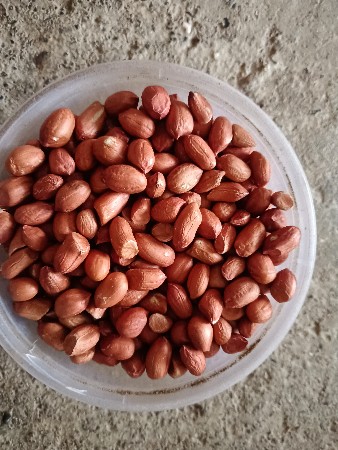 જીવીસ નું બી વેચવાનું છે