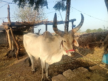 ગોઢલો વેચવાનો છે