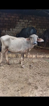 આ પાડી વેચવાની છે