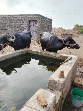 ખડેલા