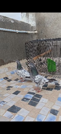 2 beeding pair for sell