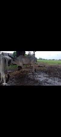 8000 રૂપિયા કિંમત