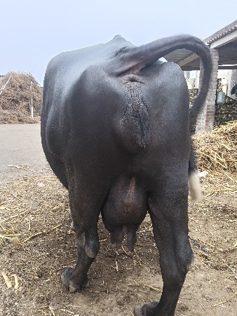 ભેંશ વેચવાની છે 3 વેતર