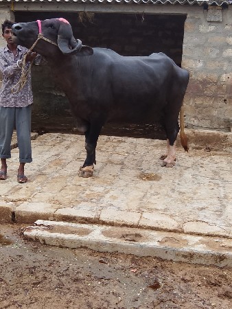 બીજુ વેતર વ્યાસે