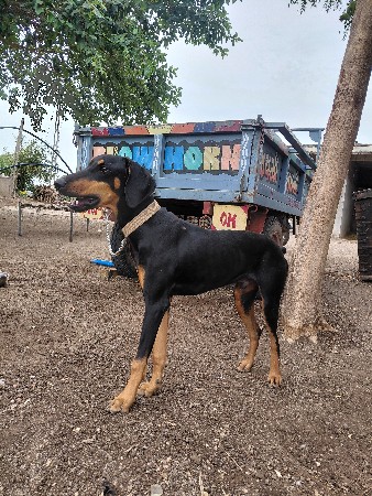 કુતરો ( male )