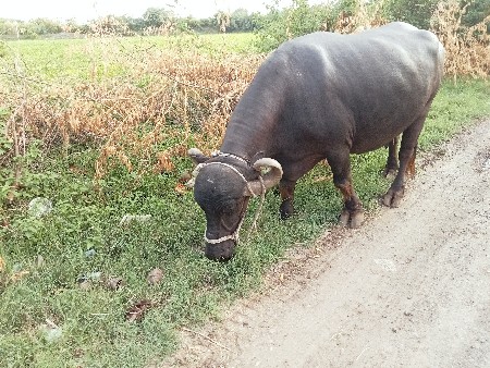 ભેસ
