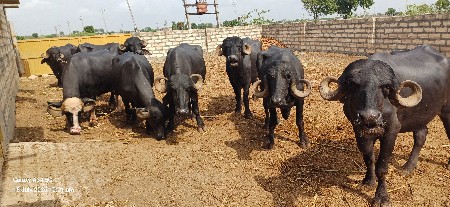 8 ગાભણી ખડેલીયુ આપવાની છે