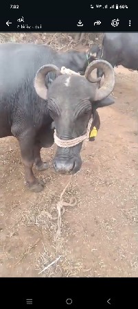ભેંસ વેચવાની છે