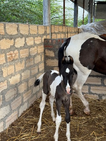 ઘોડી‌ અને વછેરો વેચવાના છે