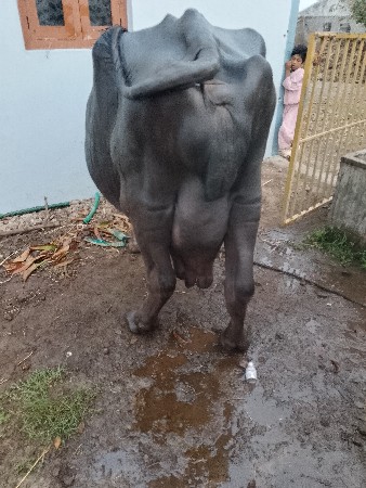 ભેંસ વેચવા ની છે