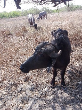 ખરેલા વેશવાના છે