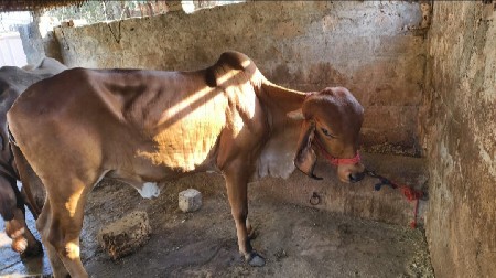 gir Hodki veshavani she