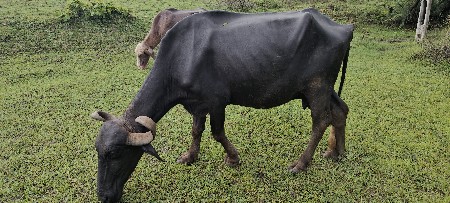 દેશી ભેંસ