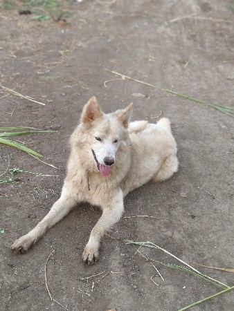 white german shepherd che