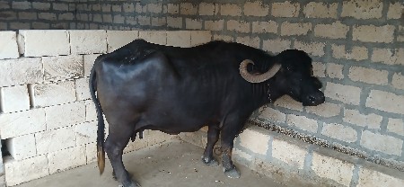 ભેંસ  વેચવાની છે.
