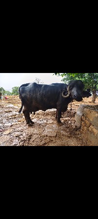 ભેંસ વહેંચવા ની છે