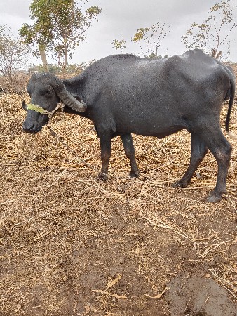 ખડેલી