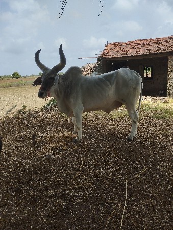બીજી ધરનો છે 9316195409 આ નંબર પર