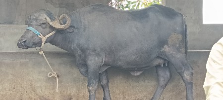 પેલુ વેતર ખળેલી વેચવાની છે