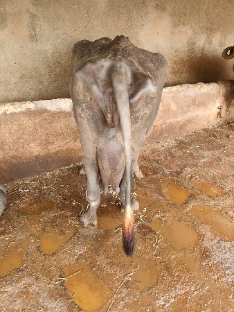 ભેસવેસવાનીસે
