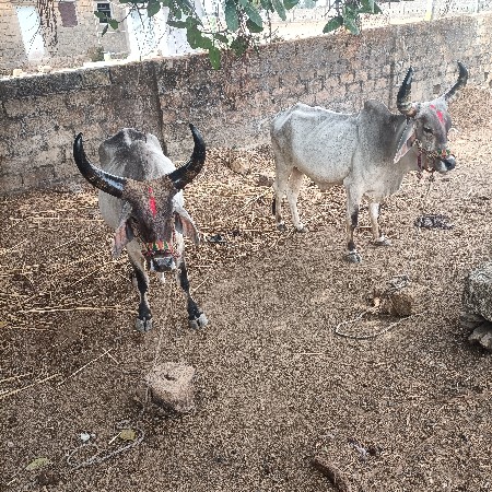 ત્રણ બળધ વેચવાના છે બે બે વાવણી