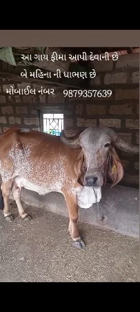 ગાય વેચવાની છે
