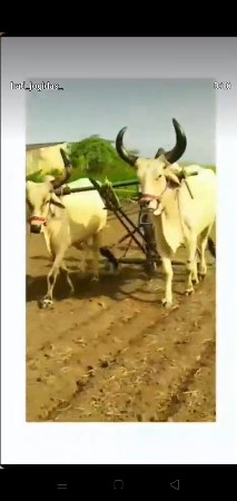 બળદ વેચવાના છે